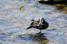 Kragenente (3 von 3).jpg